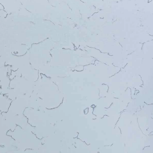 Carraca White 5180