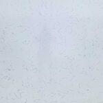 Carraca White 5180